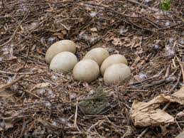 Swan Eggs